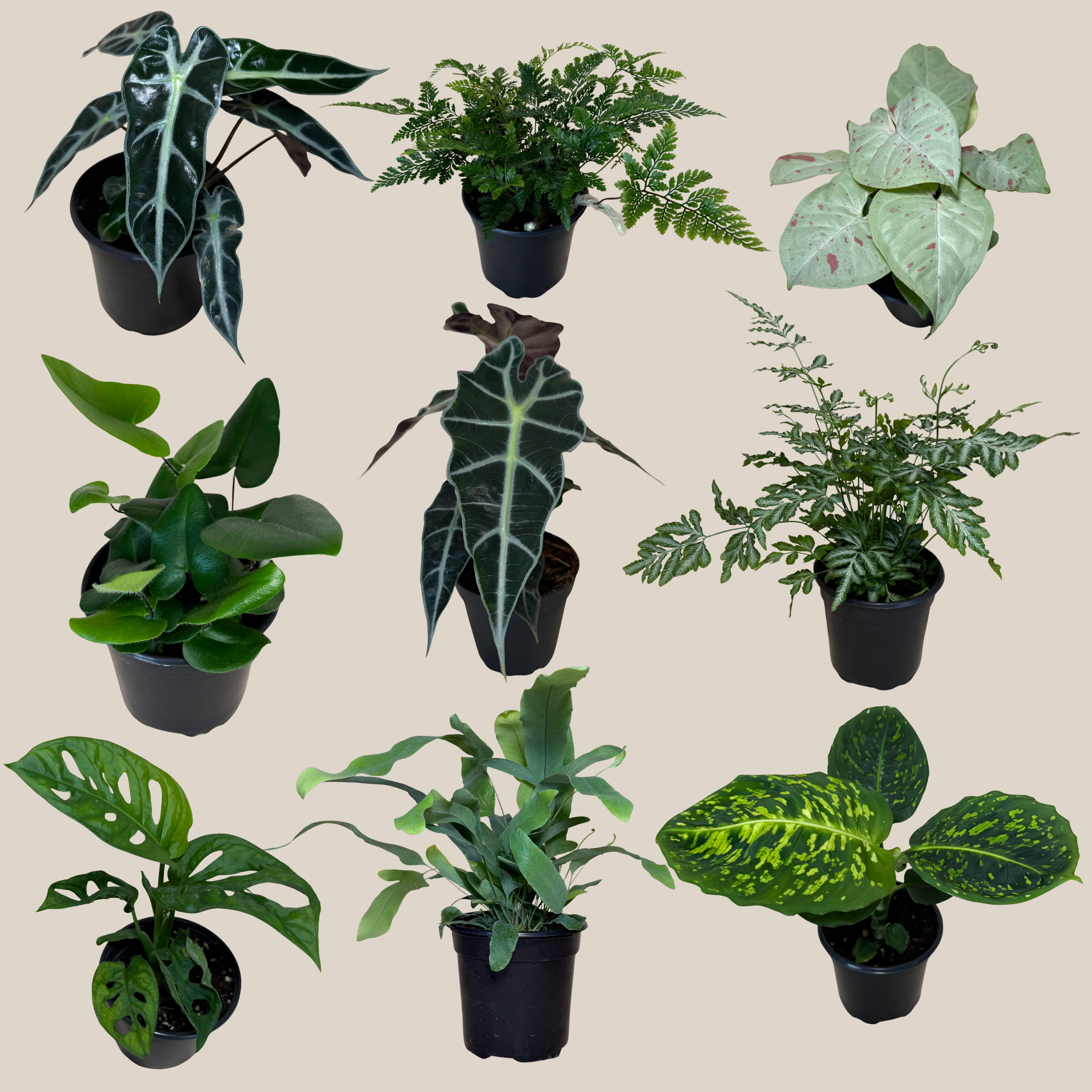 Fern & Foliage Mystery Houseplant 4 Pack - 4 Inch Indoor Houseplants