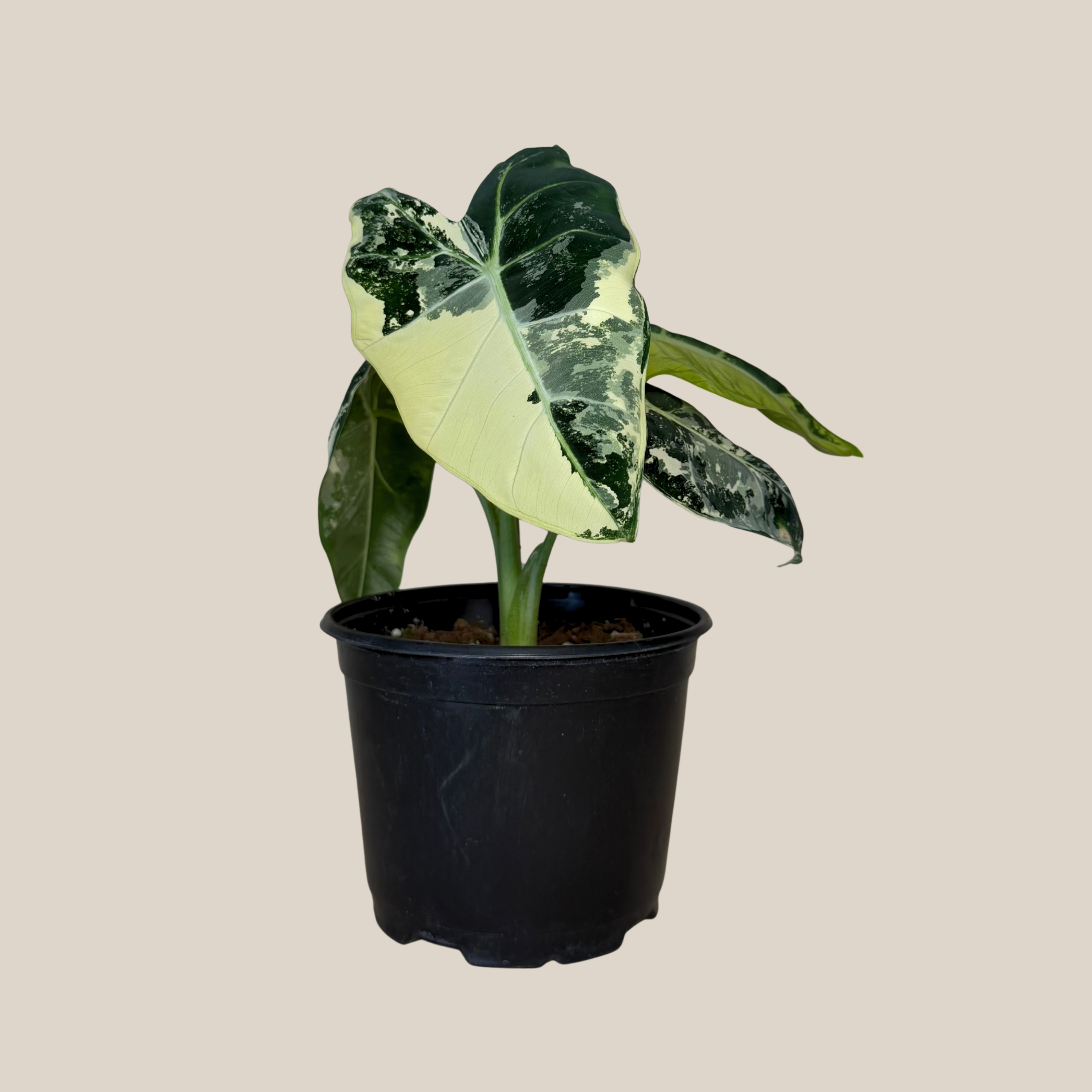Alocasia Frydek Variegated (Alocasia Micholitziana 'Frydek' Variegated) - 6 Inch Indoor Houseplant