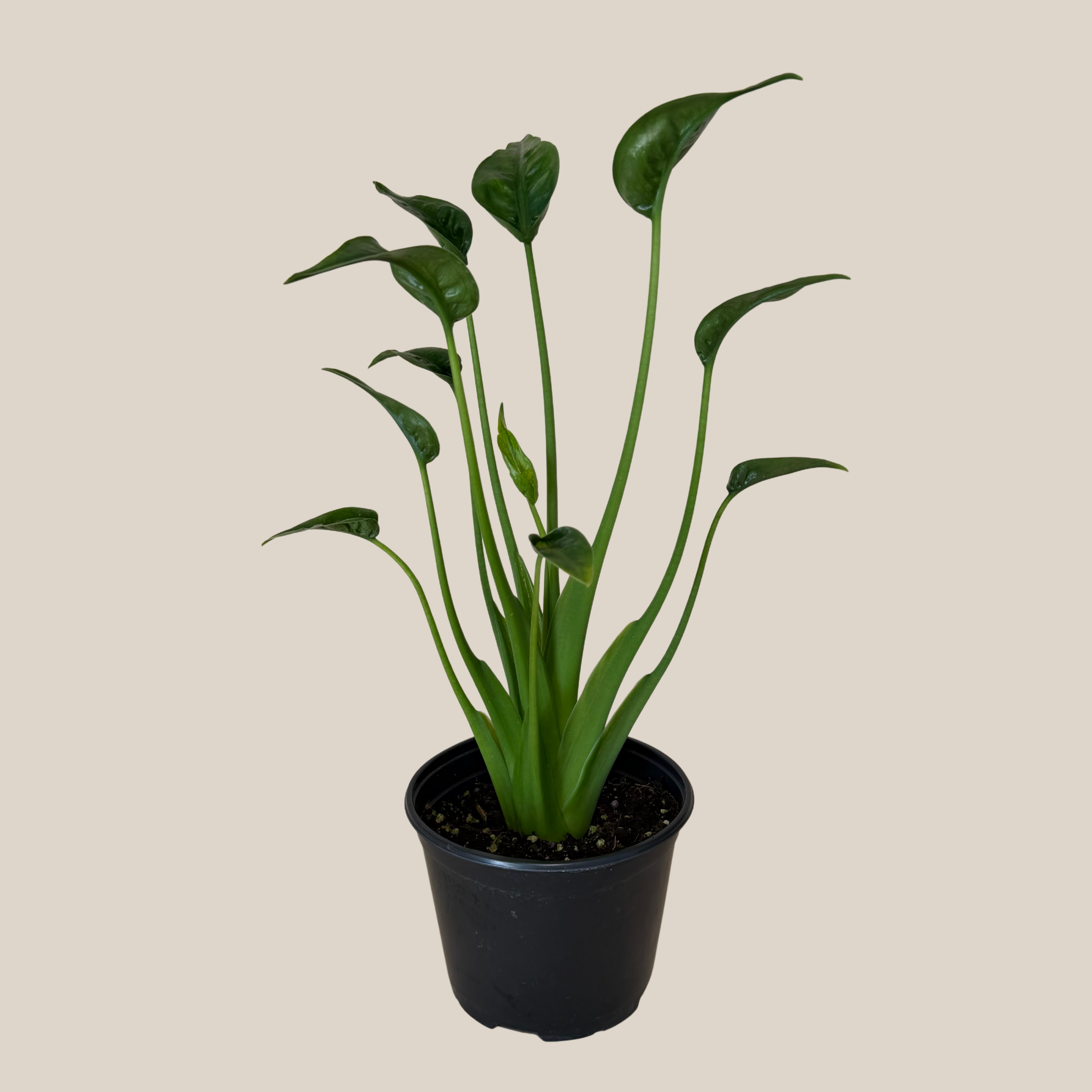Alocasia Tiny Dancer (Alocasia Brisbanensis � Alocasia Odora 'Tiny Dancer') - 6 Inch Indoor Houseplant