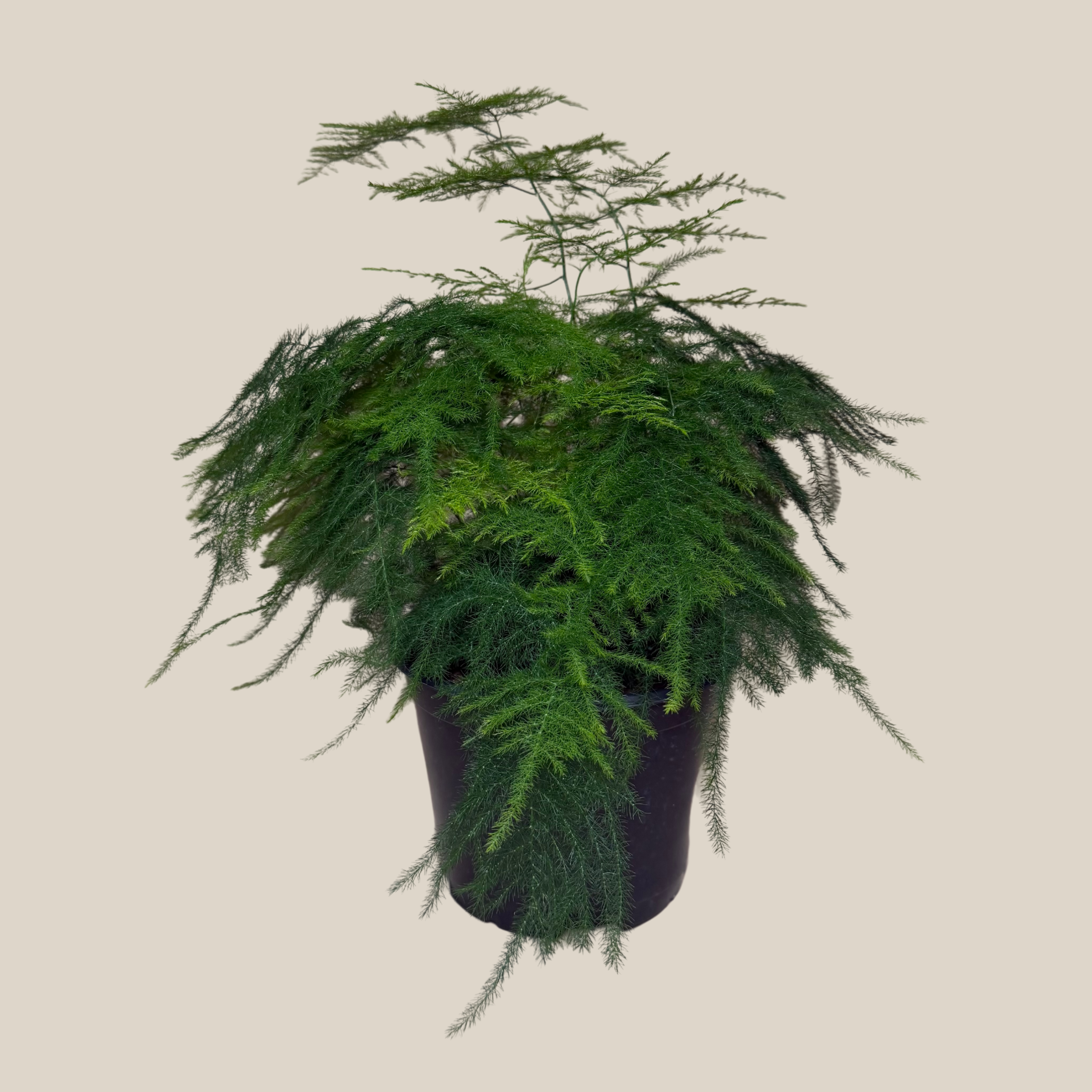 Asparagus Plumosa (Asparagus Plumosus) - 6 Inch Indoor Houseplant
