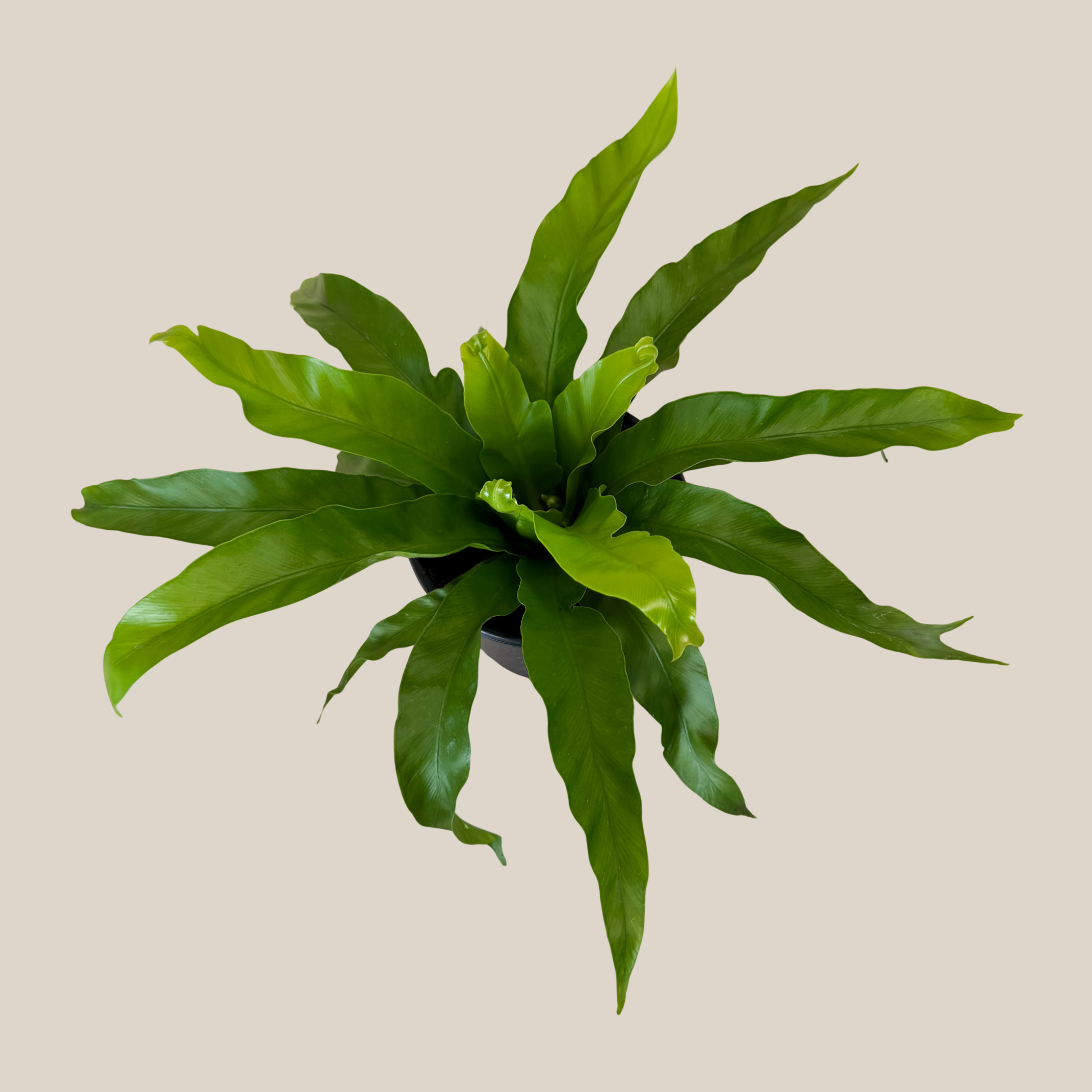 Japanese Bird's Nest Fern (Asplenium Antiquum 'Japanese') - 6 Inch Indoor Houseplant