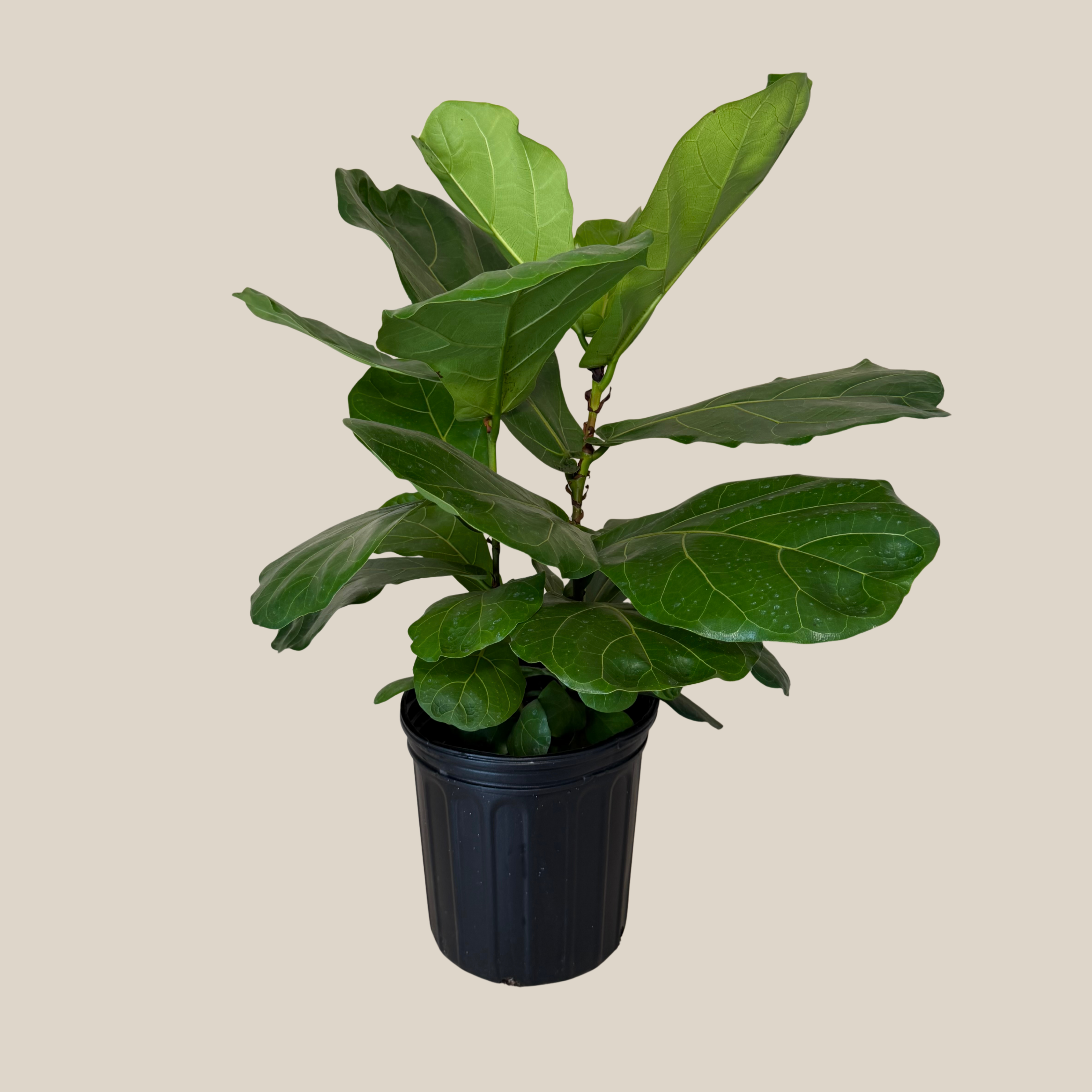 Fiddle-Leaf Fig (Ficus Lyrata) - 8 Inch Indoor Houseplant Pot