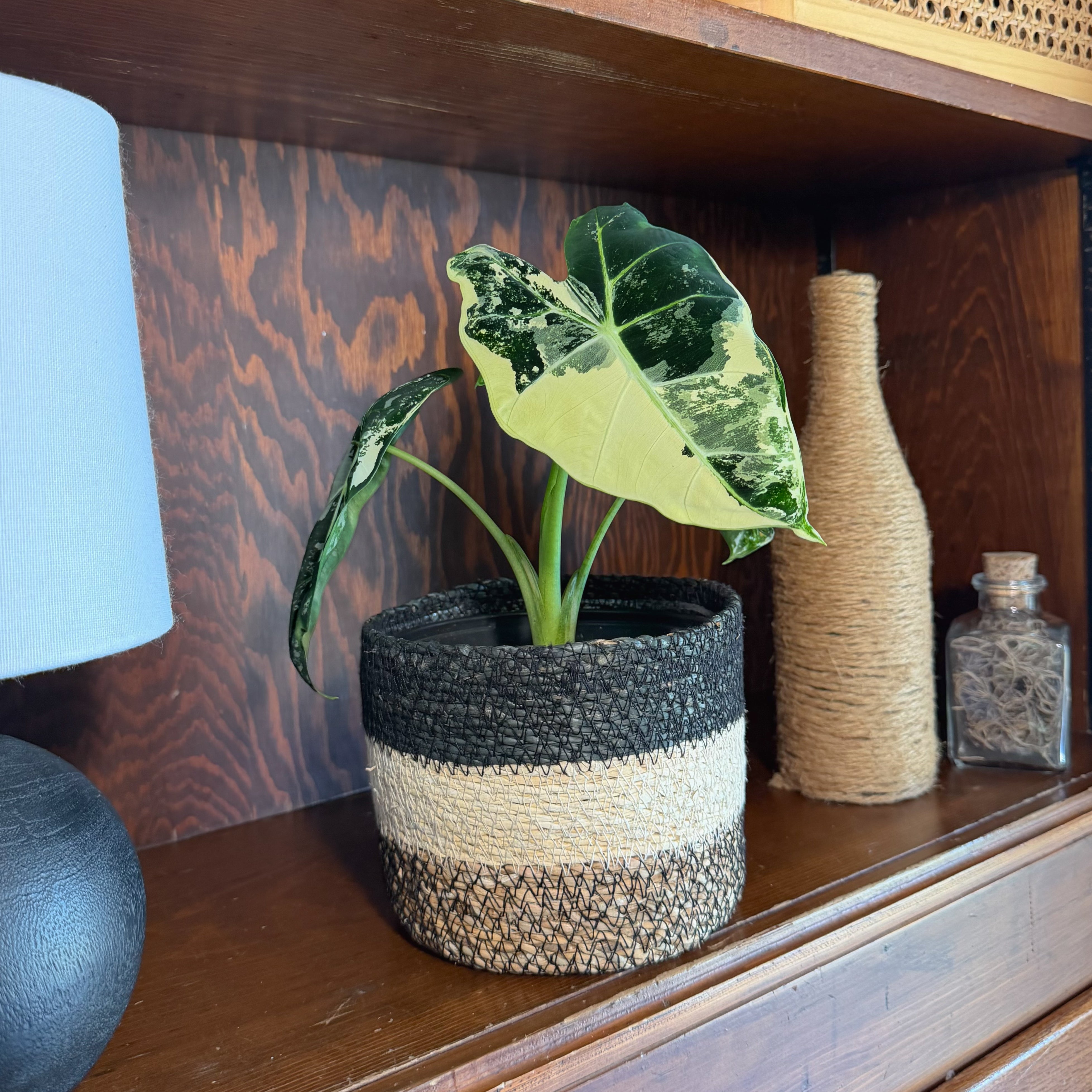 Alocasia Frydek Variegated (Alocasia Micholitziana 'Frydek' Variegated) - 6 Inch Indoor Houseplant